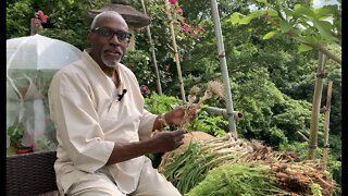 Harvesting Garlic, Planting Okra