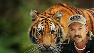 Are Tigers the King of Dangerous Pets?