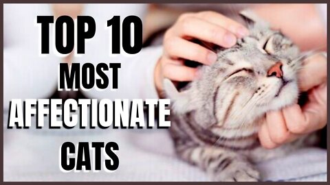 Cats 101 : Top 10 Most Affectionate Cats