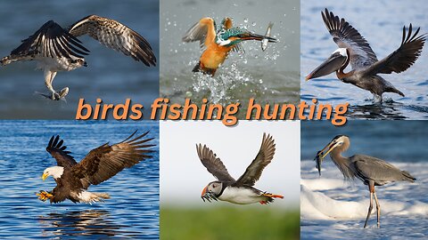 birds fishing hunting