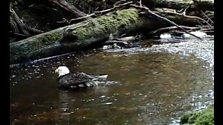 A Small Salmon Stream near Ketchikan, Alaska