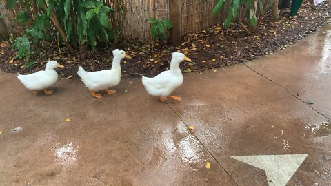 Quacking Ducks