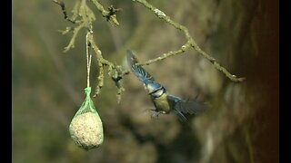 Birds in Slowmotion