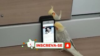 CALOPSITA USANDO CELULAR🤣🤣🤣