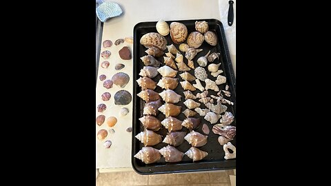 Beach Finds 7/26/2023 #Seashells #FFC #SharksEye #KittenPaw #Coral #Seaglass #SandDollar #Nutmeg