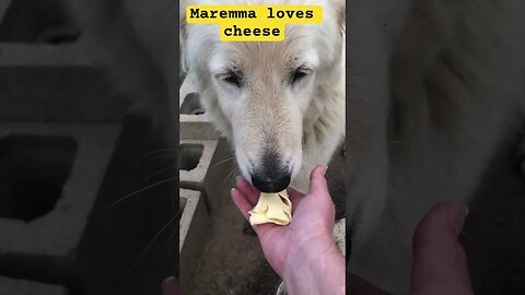 Maremma livestock guardian dog loves cheese