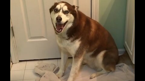 Stubborn husky voices displeasure when it's time for a bath