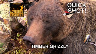 STALKING TIMBER GRIZZLY- QUICK SHOT!
