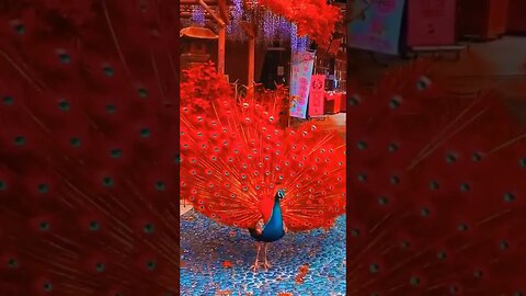 Amazing Peacock #shorts #ytshorts #viral