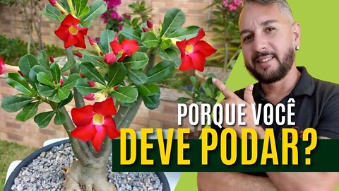 Por que é importante podar a Rosa do Deserto e o resultado da última poda e dicas