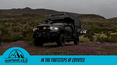 In the Footsteps of Coyotes