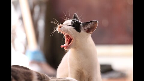 The eyes of the baby kittens opened!