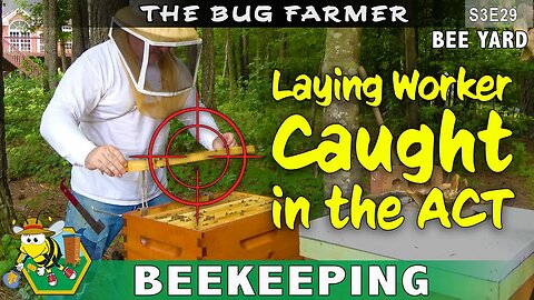 Caught in the act! The laying worker has been exposed! #beekeeping
