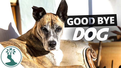 Good Bye Dog - A Loving Home Found For Taz | Rescued Dog Update - Abandoned Dog Finds New Home