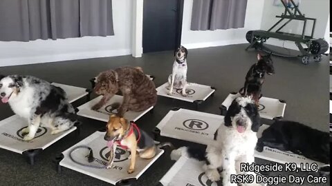 Dog Day Care - Dog Behavior. Ridgeside K9, LLC