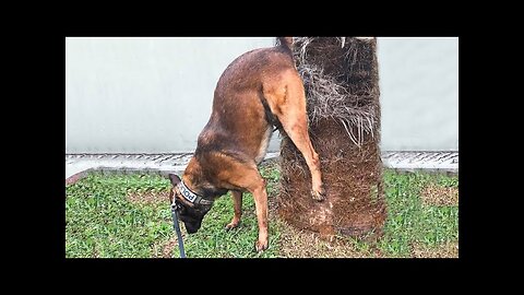 New Funny Animals 😂 Funniest Cats and Dogs Videos 😺🐶 Part 27