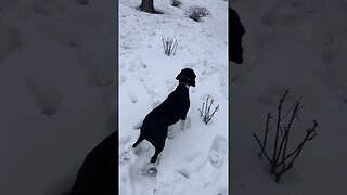 dogs dogvideos doglovers dogclips dog 40
