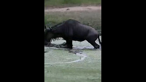 Wildebeest Escapes Vicious Crocodile Attack