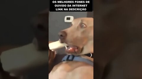 O cachorro mais dramático de todos