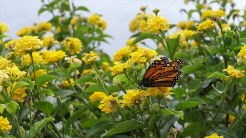 Michigan State researchers working to prevent monarch butterfly from becoming extinct