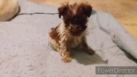 Miniature Schnauzer puppies born June 16