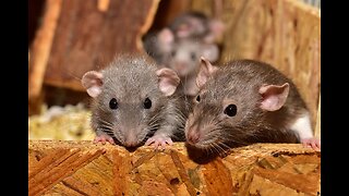 How COVID caused a plague of rats in France