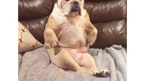 Tired bulldog sleeps in very awkward position