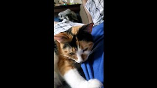Amber the cutest Calico you will meet.