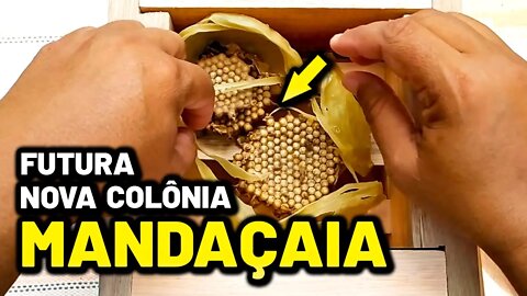 Como multiplicar abelhas Mandaçaia utilizando mais de uma colônia