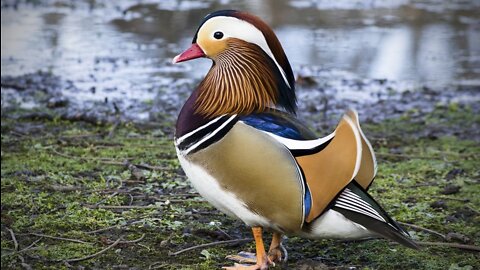 See the beauty of mandarin ducks. (males and females)