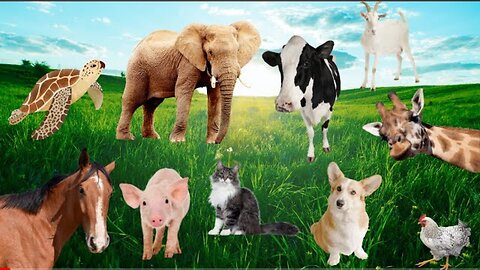 Learn about the animals around us: Elephant, chicken, pig, dog, rabbit - Animal sounds