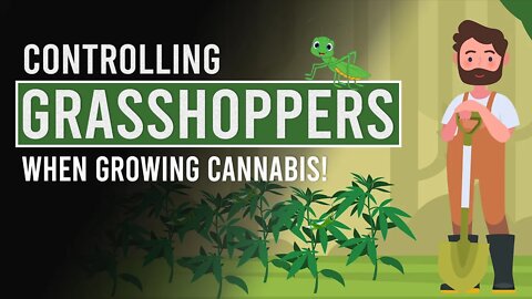 Protect your Cannabis Plants Against Grasshoppers & other Insects!