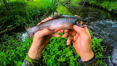 Brook Trout Fishing with a Rapala Countdown and Spinners