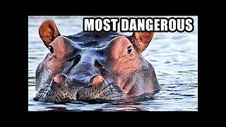 Hippos: Africa s Most Dangerous Animal? Weird Hippopotamus Fun Facts