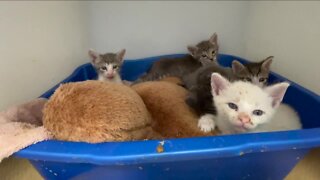 Manatee County Animal Shelter overcrowded, worst hoarding conditions ever seen to blame