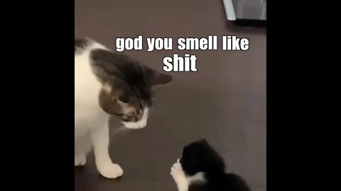 The Inititiation Game #cats #fyp #viral #trending #shorts #cat