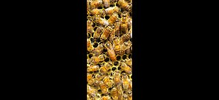 Honey bee swarm