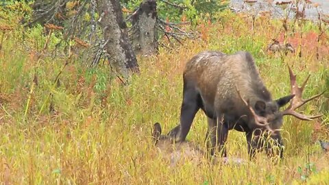 Male and Female Moose in Field