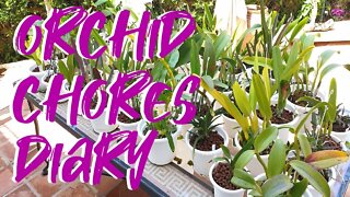 Silicone Soak Chat | Agraecums Update | New growths Update and more! #NinjaOrchids #selfwatering