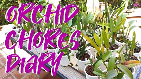 Silicone Soak Chat | Agraecums Update | New growths Update and more! #NinjaOrchids #selfwatering