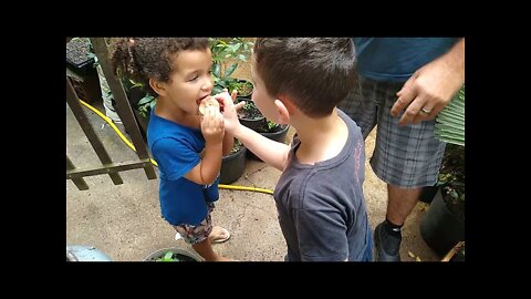 colheita e degustação de pêssego em vaso veja a importância da criança colher fruta