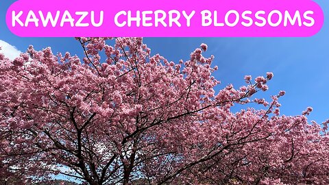 Kawazu Cherry Blossoms (河津桜）