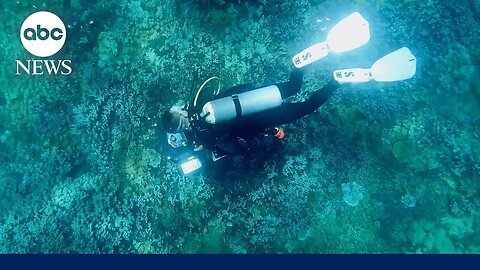 How the marine ecosystem in Maui is faring 1 year after the wildfires