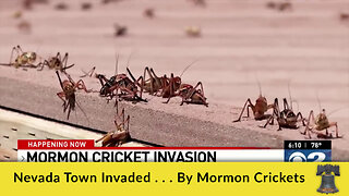 Nevada Town Invaded . . . By Mormon Crickets