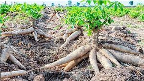 Asian Agriculture Technology Farm - Cassava Cultivation Farming and Harvesting