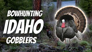 HUGE GOBBLER AT 10 YARDS!!! Bowhunting Idaho Turkeys
