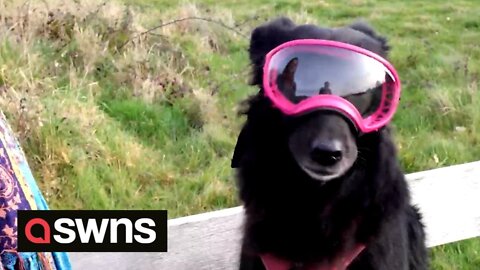 Meet the dog who rocks stylish shades on every walk to protect her from sun exposure
