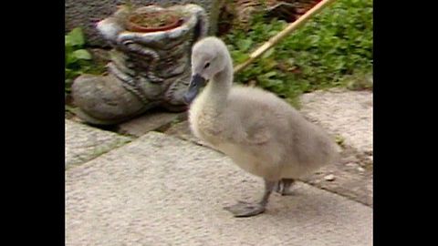 Ziggy The Baby Swan S04100601