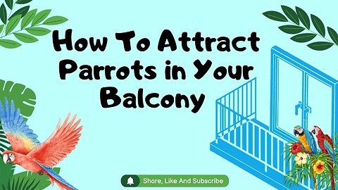 How To Attract Parrots in Your Balcony