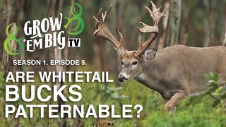 Are Whitetail Bucks Patternable? | Grow 'em Big TV
